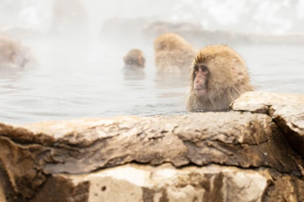 Many snow monkeys are in the natural hot spring, but juvenile is closest.