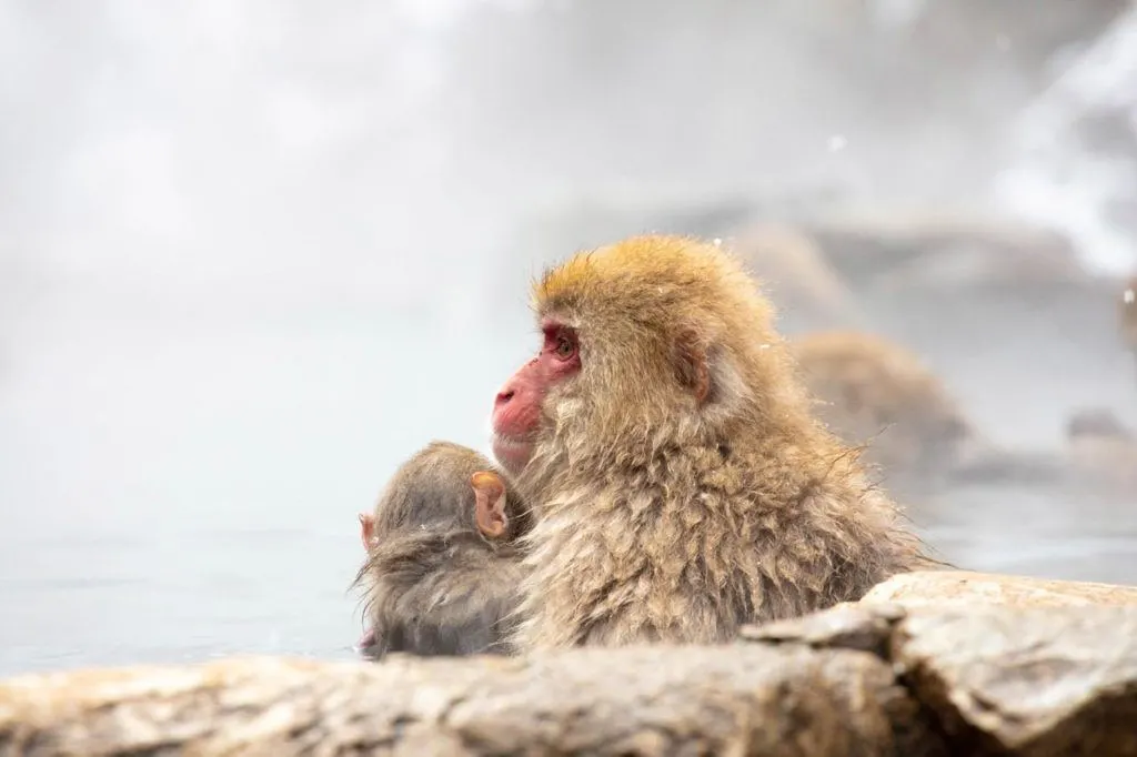 Snow monkey mother with baby in hot spring.