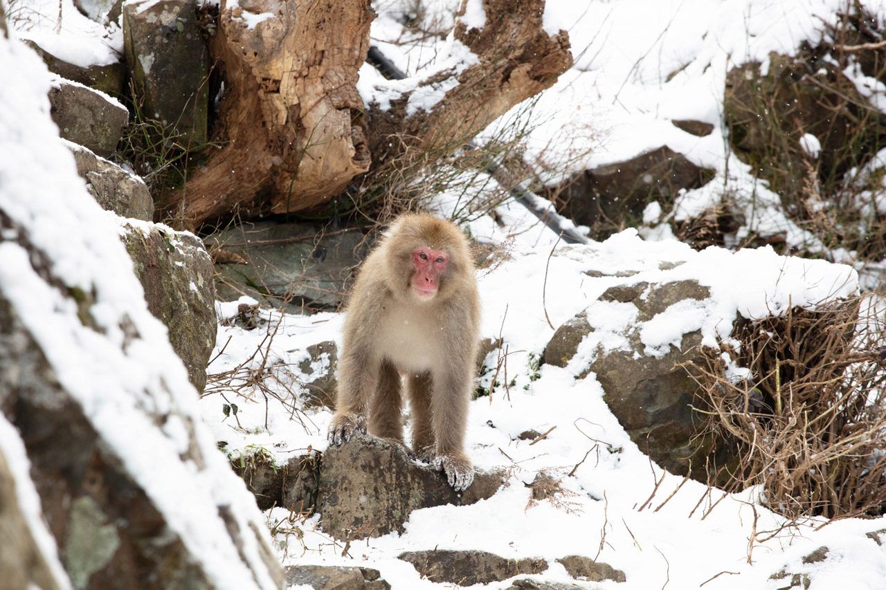 Monkey on the rocks around the onsen.