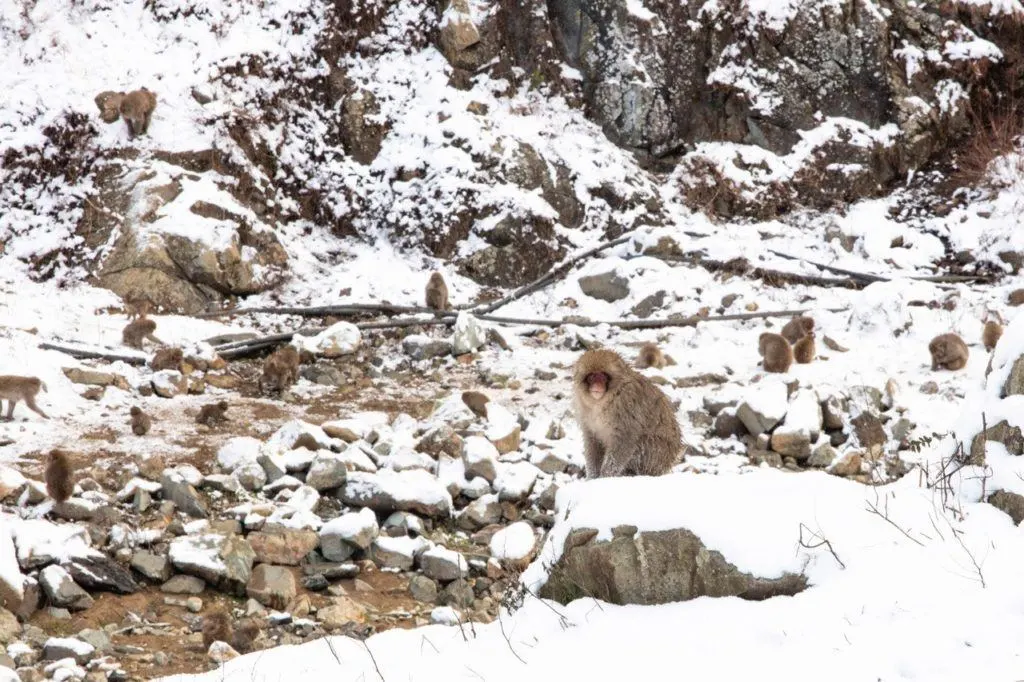 Snow monkey sitting in the snow.