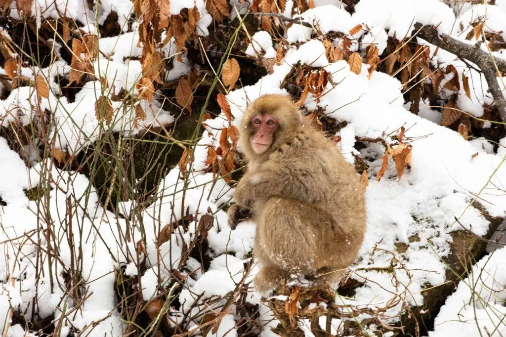 Snow monkey sitting in the snow and foliage.
