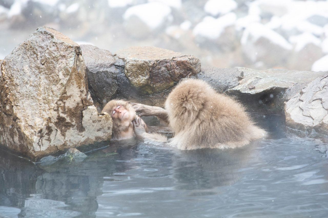 Two monkeys grooming in the onsen.