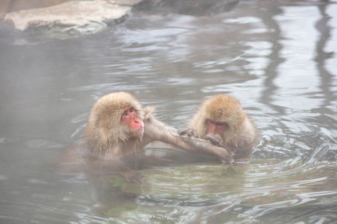 Two monkeys grooming in the hot tub.