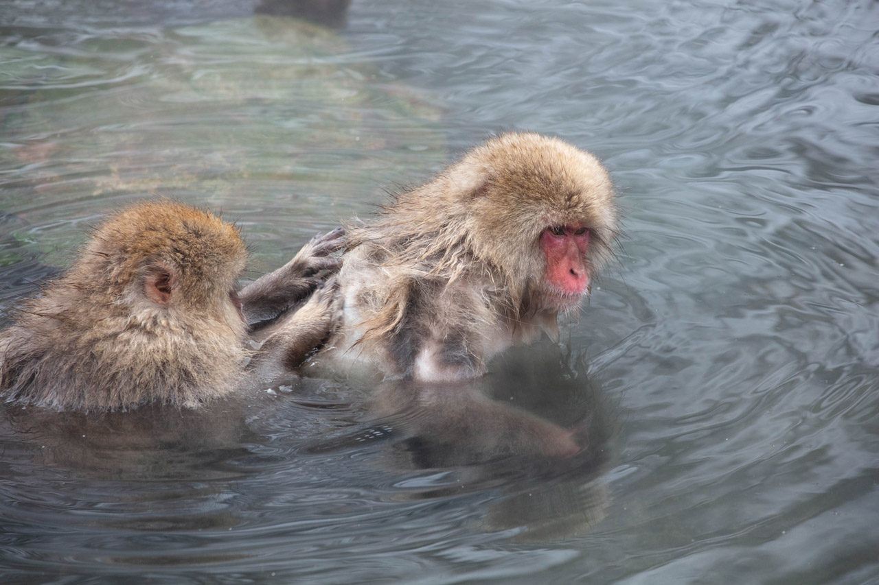 Monkeys grooming in the onsen.