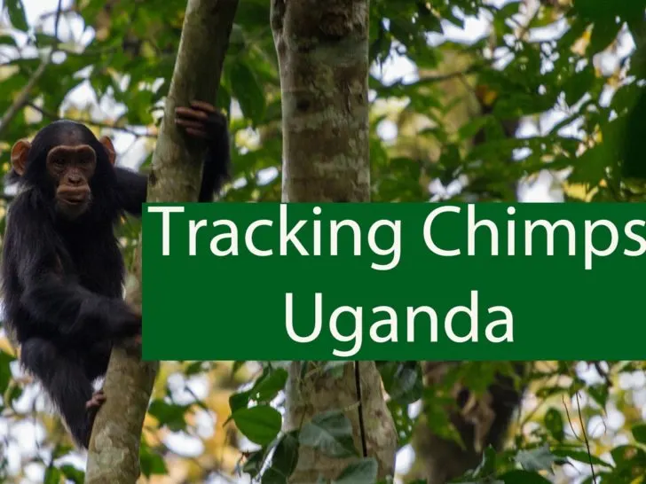 Tracking Chimps Uganda.