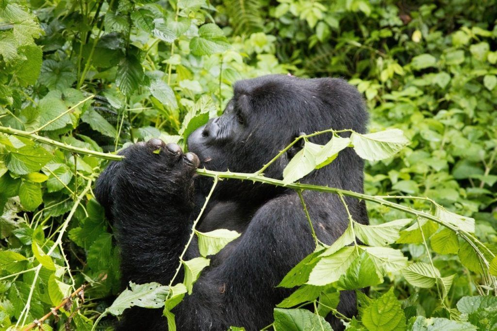 Your Uganda self drive can't be complete without tracking the Bwindi mountain gorillas.