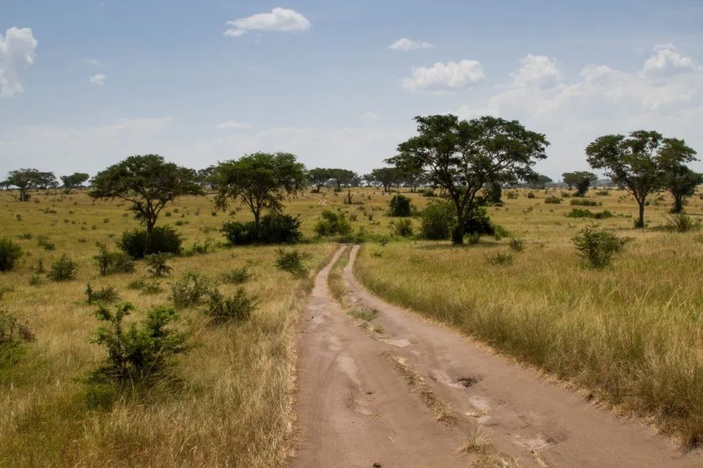 Uganda national park safari track through the savannah.
