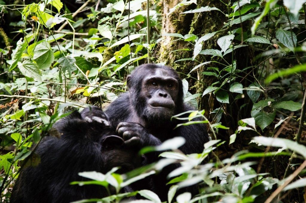 The chimpanzees are waiting for you in Kibale National Park, Uganda self drive.