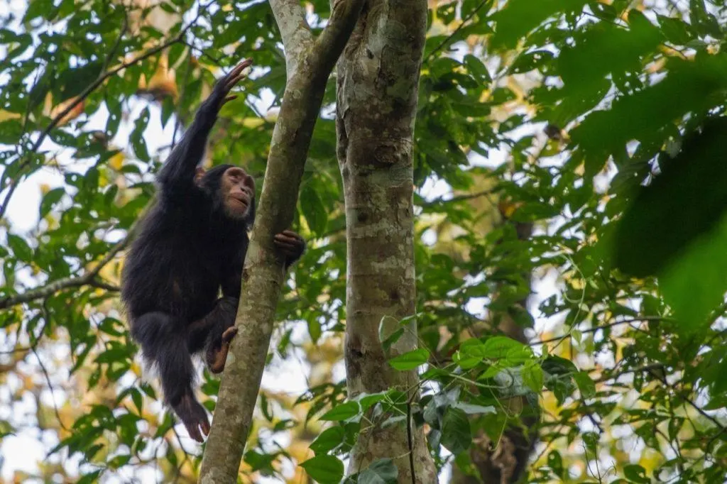 Young chimpanzee climbing a tree in Kibale National Park, Uganda.