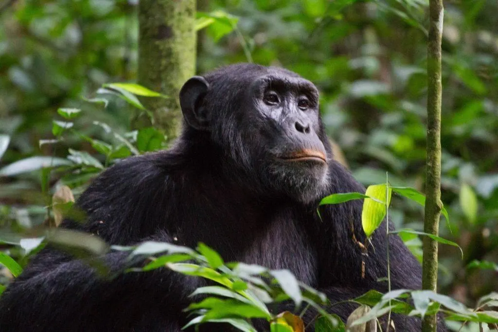 Chimpanzee sitting in the jungle in Uganda.