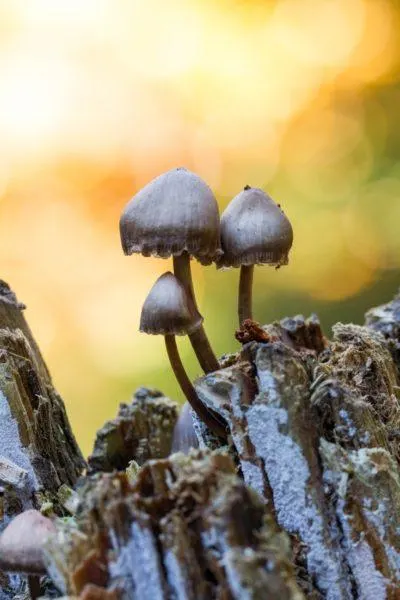 In fall, it's fun to search for mushrooms.