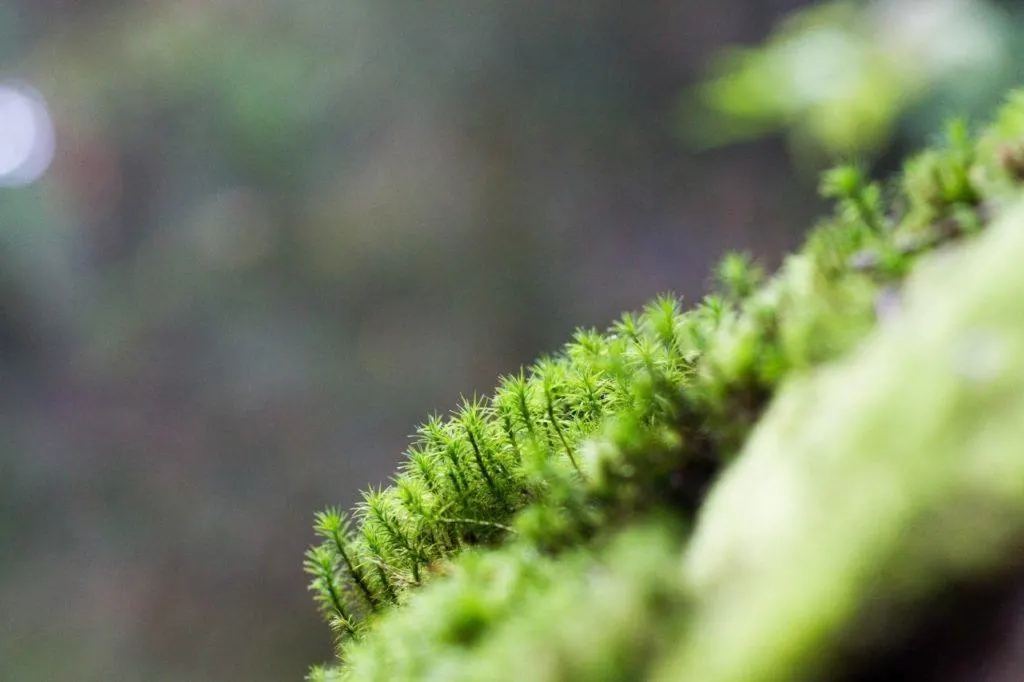 A closeup of the moss that grows on the huge rocks.