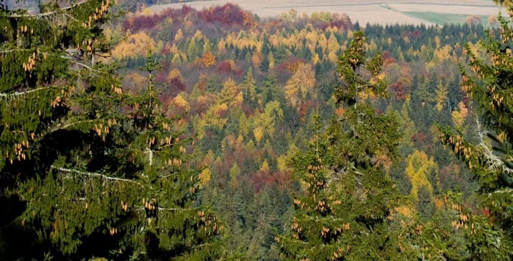 Treetops in fall.