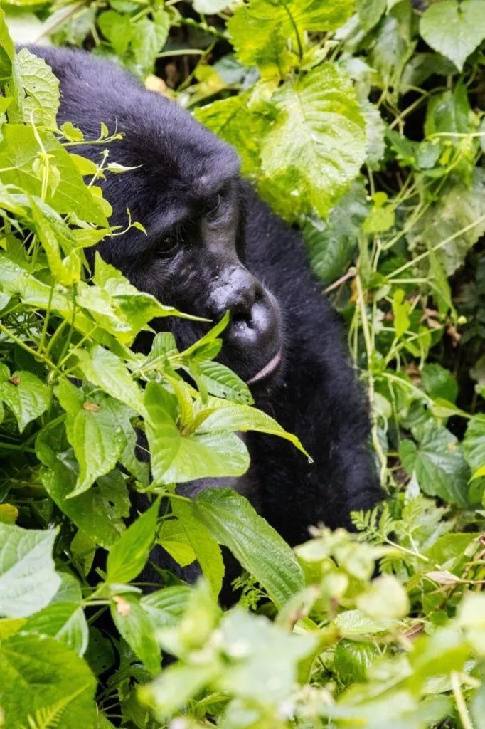 Tracking Mountain Gorillas in Uganda is a bucket list item. Click here to find out how you can get closer to the endangered mountain gorilla in Uganda.