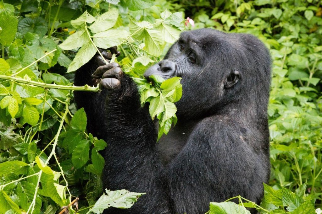 The mountain gorillas of Bwindi in Uganda.