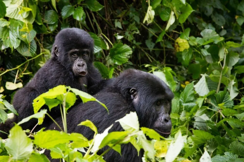 A female gorilla with her baby on her back spotted while tracking the mountain gorillas of Bwindi in Uganda.
