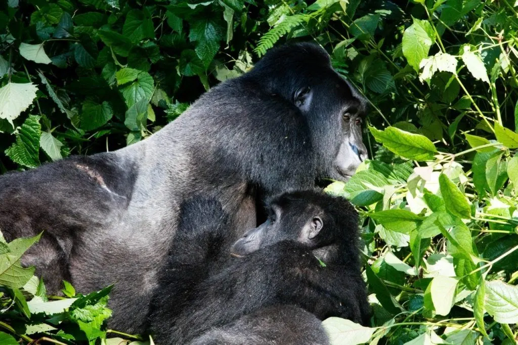 The mountain gorillas of Bwindi in Uganda.