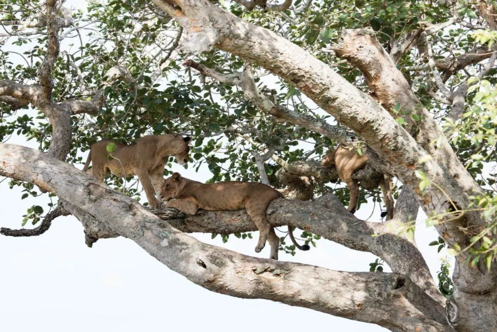 A pride of lions up in a tree in Isasha.