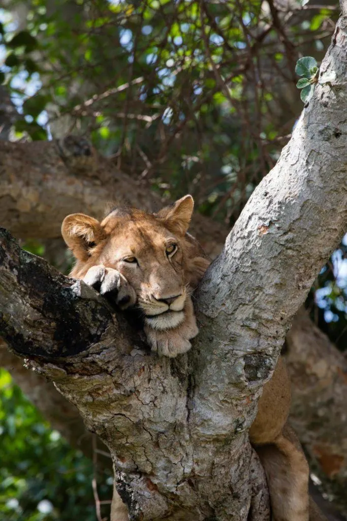 A lone lion relaxes high up in a tree in Isasha.