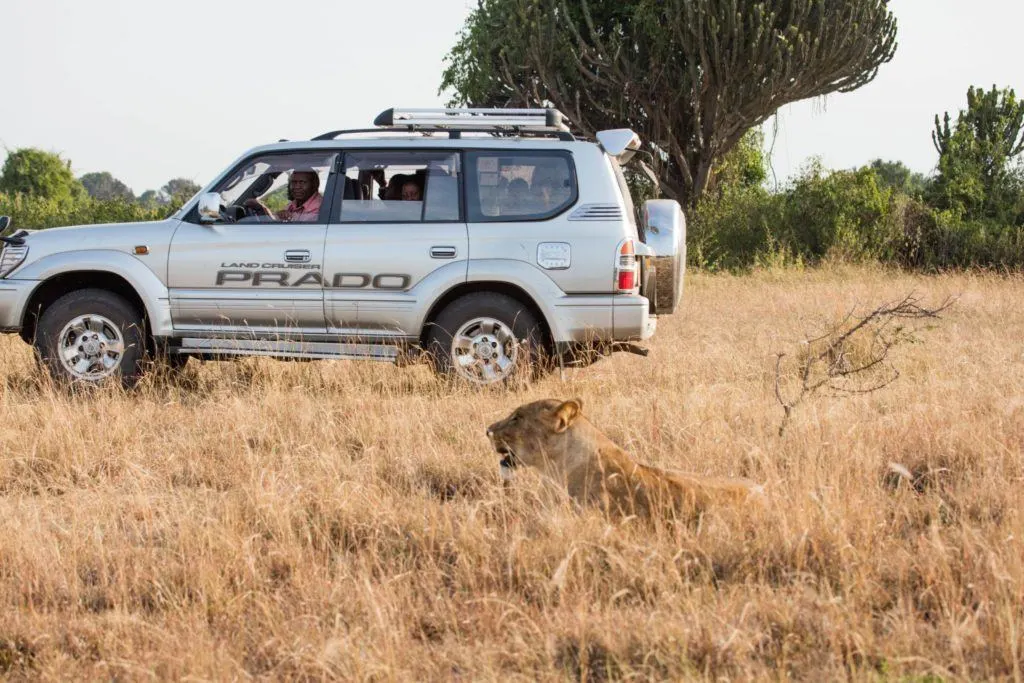 Our guide, James, with his family off road near a female lion.