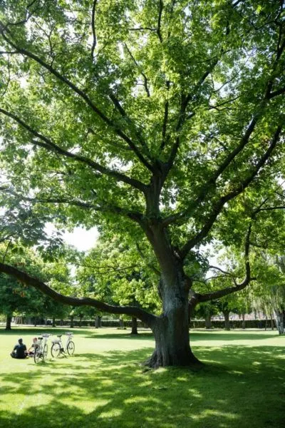 Beautiful green tree with two bikes and the people relaxing.