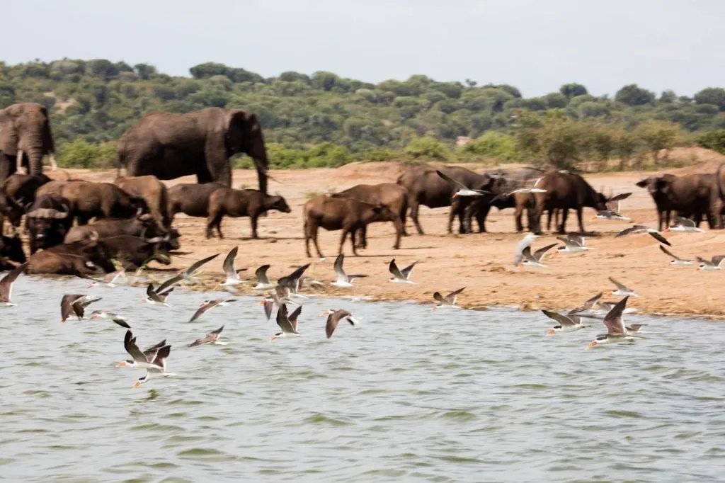 A flock of African Skimmers swoop along the shoreline while elephants and buffalo mingle on shore in Uganda.