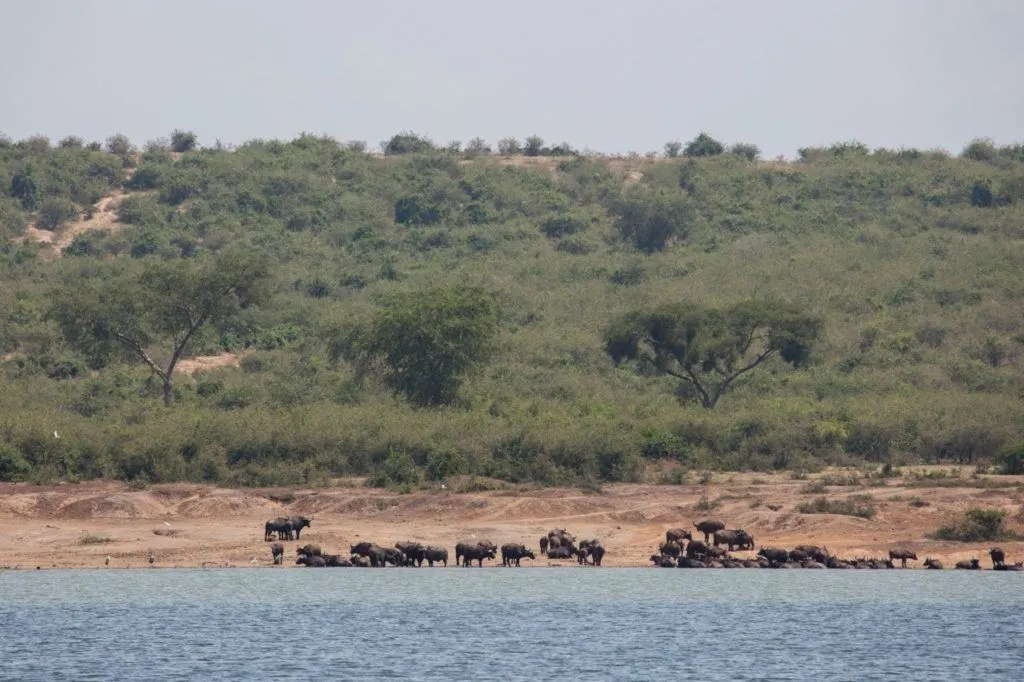 A herd of Cape buffalo along the Kazinga Channel in Elizabeth National Park, Uganda.