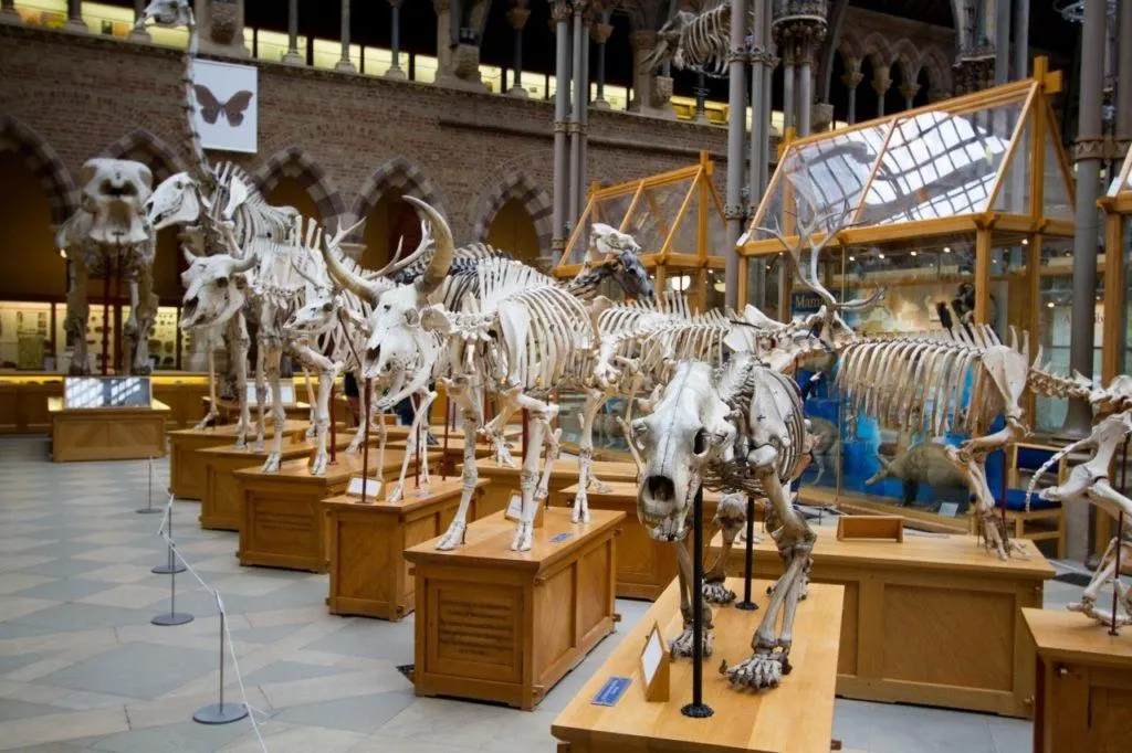 Cluster of animal skeletons on display at Pitt Rivers Museum.
