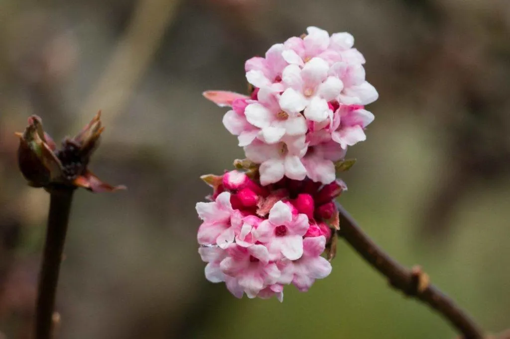 A pink tree blossom is the first sign of spring in England.