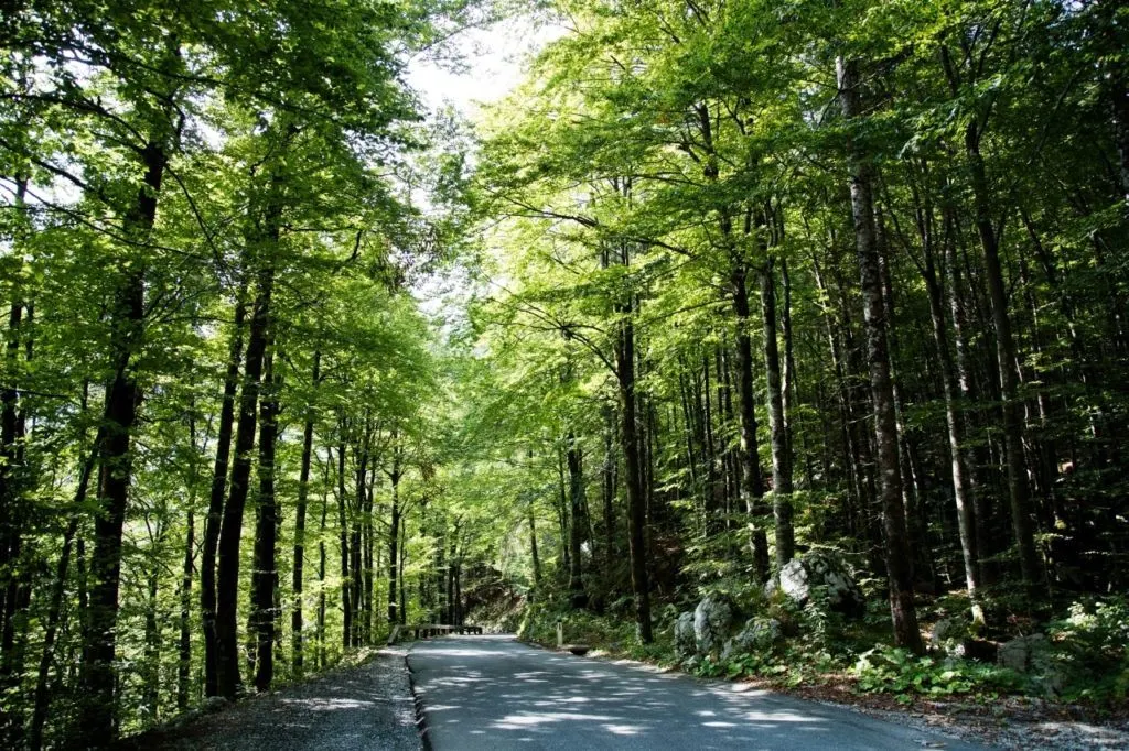 Green covered road near Lake Bohinj.