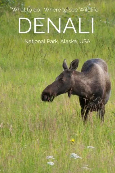 Planning a trip to Alaska? No trip is complete without a visit to Denali National Park and Reserve!