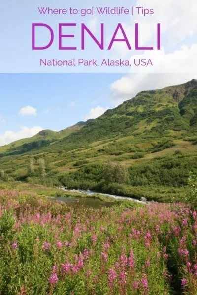 Planning a trip to Alaska? No trip is complete without a visit to Denali National Park and Reserve!