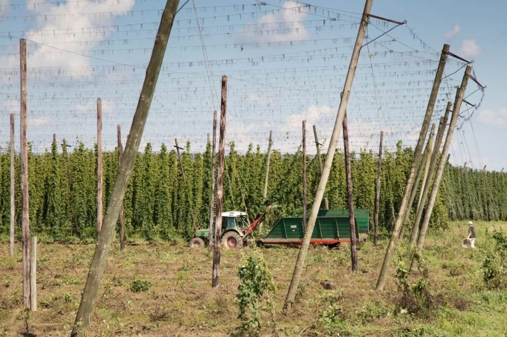 Farmers harvesting of the hops vines near Munich in the Hallertau region of Bavaria.