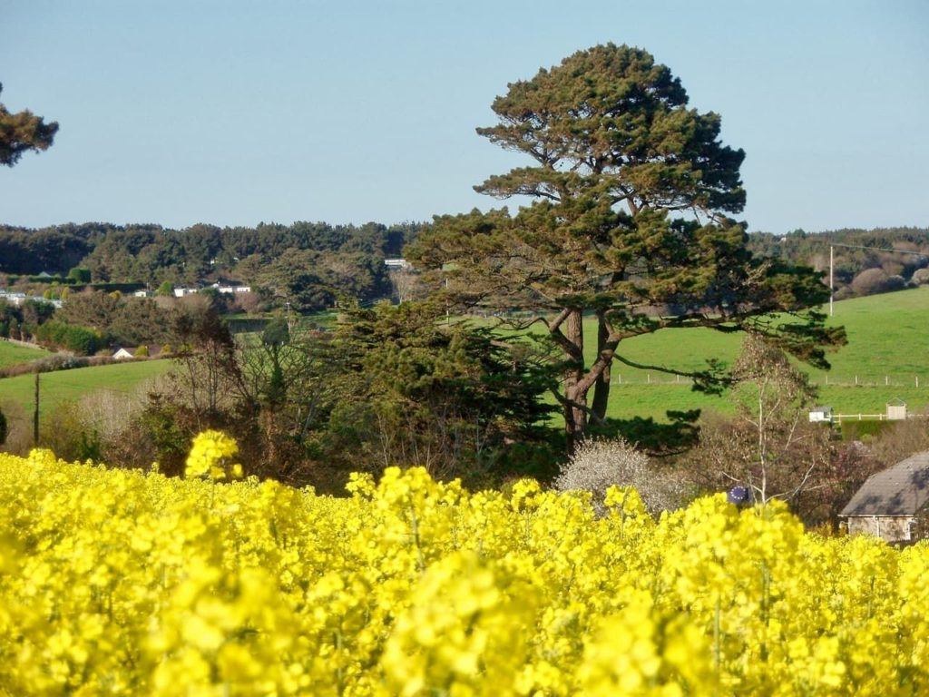 Yellow blooms announce spring in Cornwall.
