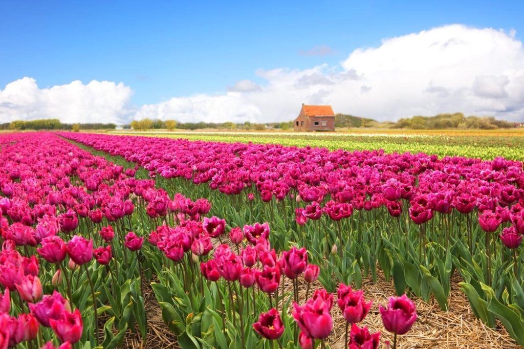 Pink tulips rows and blue skies.