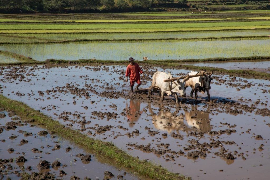 A Malagasy man plowing his rice field with his zebu.