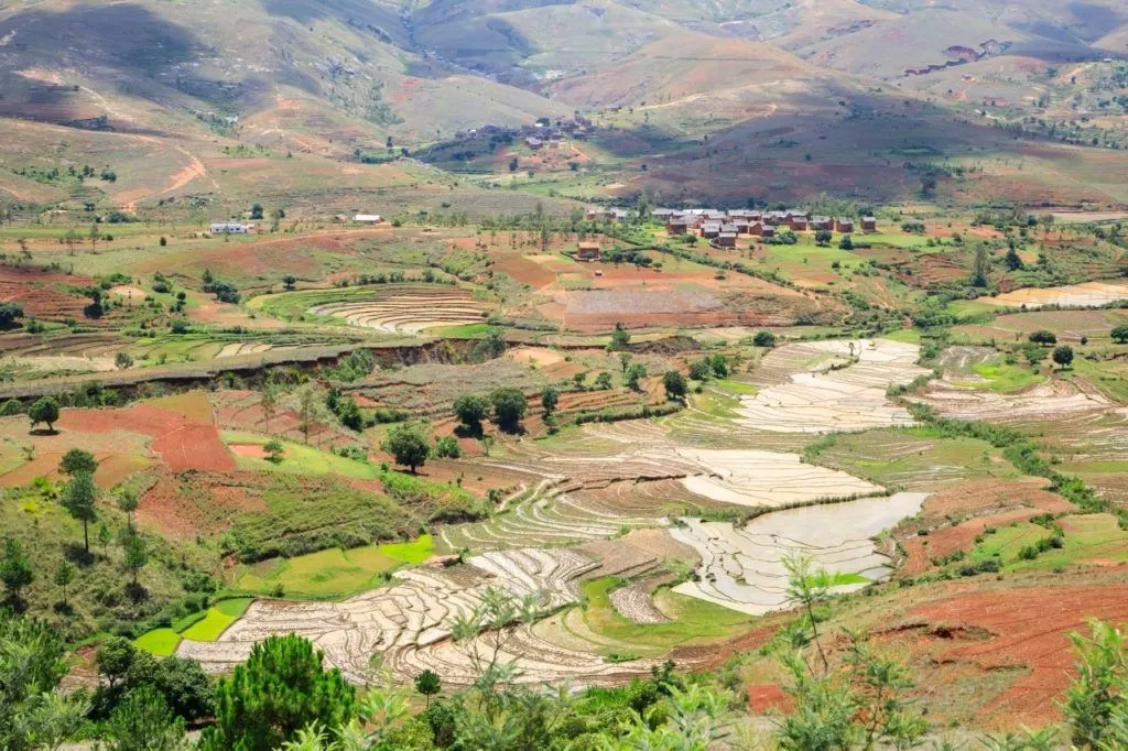 Rice fields in Madagascar.