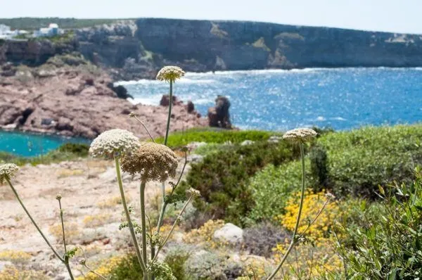 Flowers, rocky coast, and azure waters in Menorca.
