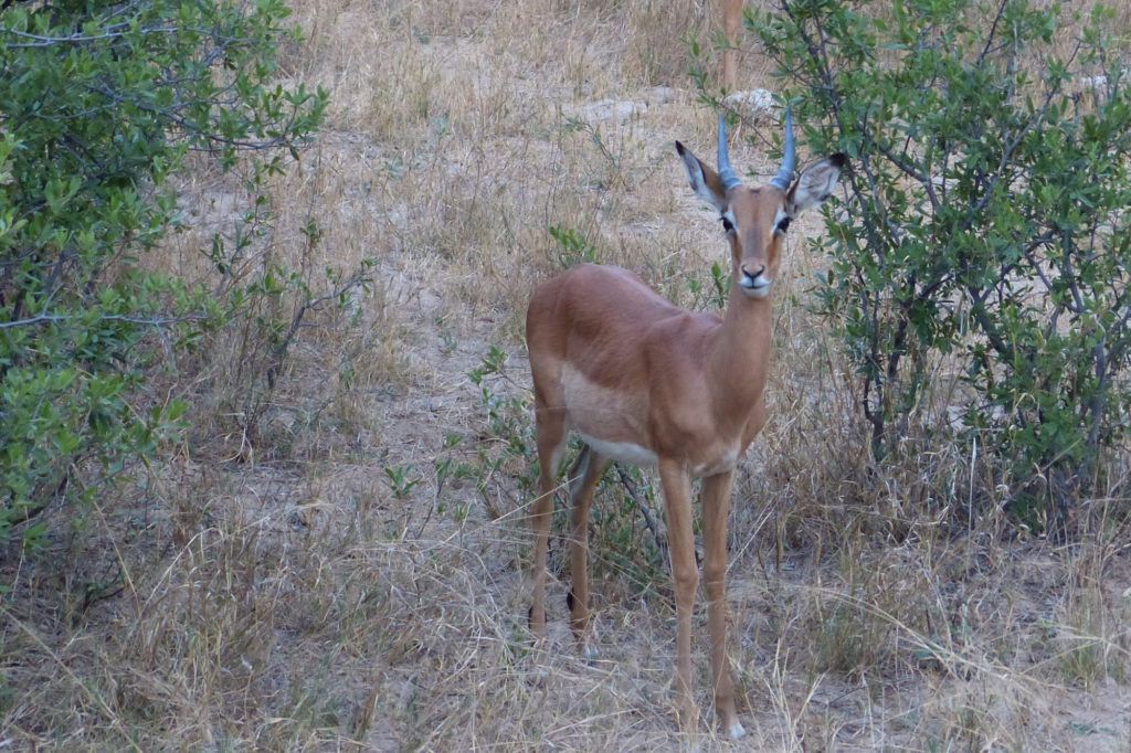 A young impala stands still for a photo as we pass by on a game drive in Hwange National Park, Zimbabwe.