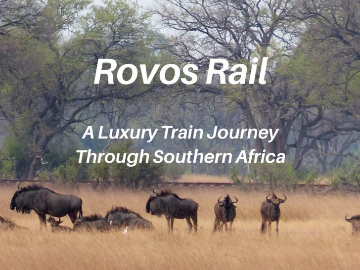 Wildebeests near the train in Zimbabwe, Rovos Rail review.