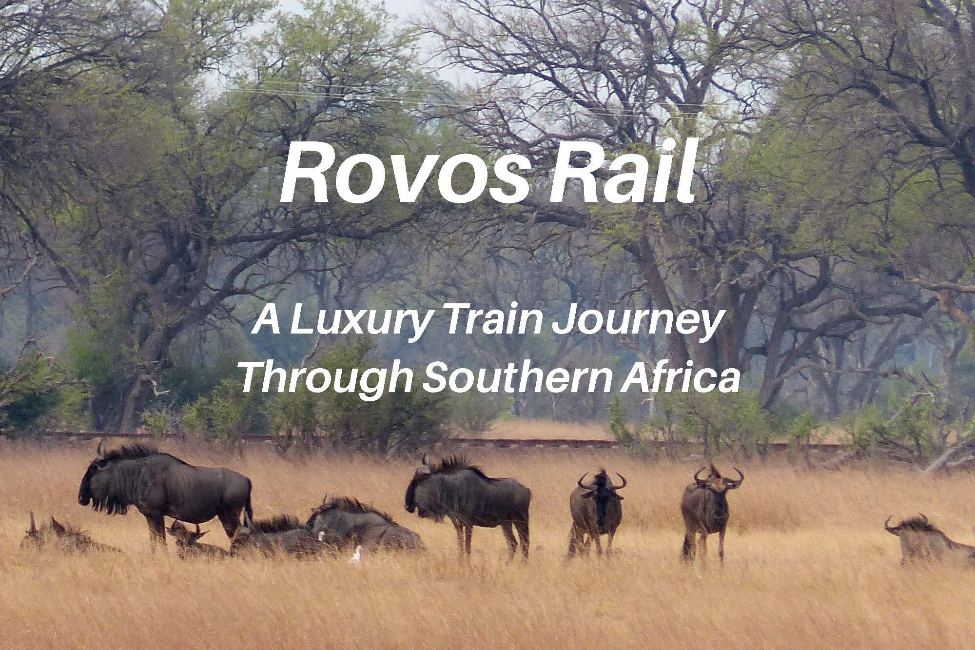 Wildebeests near the train in Zimbabwe, Rovos Rail review.