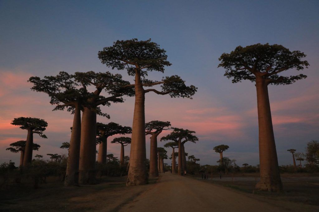 The Best Things to do in Madagascar - The Avenue of the Baobabs