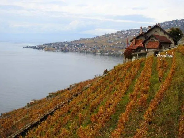 Lavaux Vineyards, after the leaves have changed color and all the grapes are picked.