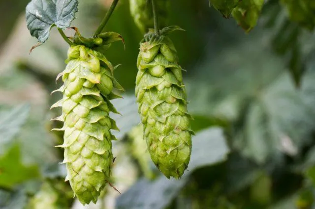 Hops are harvested at the end of summer, ready to make that new beer.