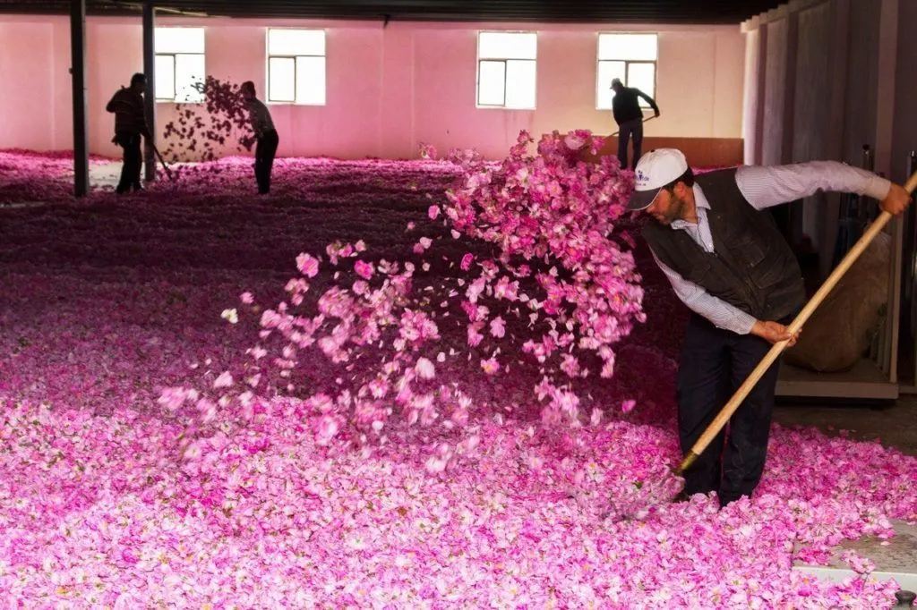 Every spring, hundreds of rose petals are harvested to make beauty products. This is the drying part of the process. Burdur, Turkey.