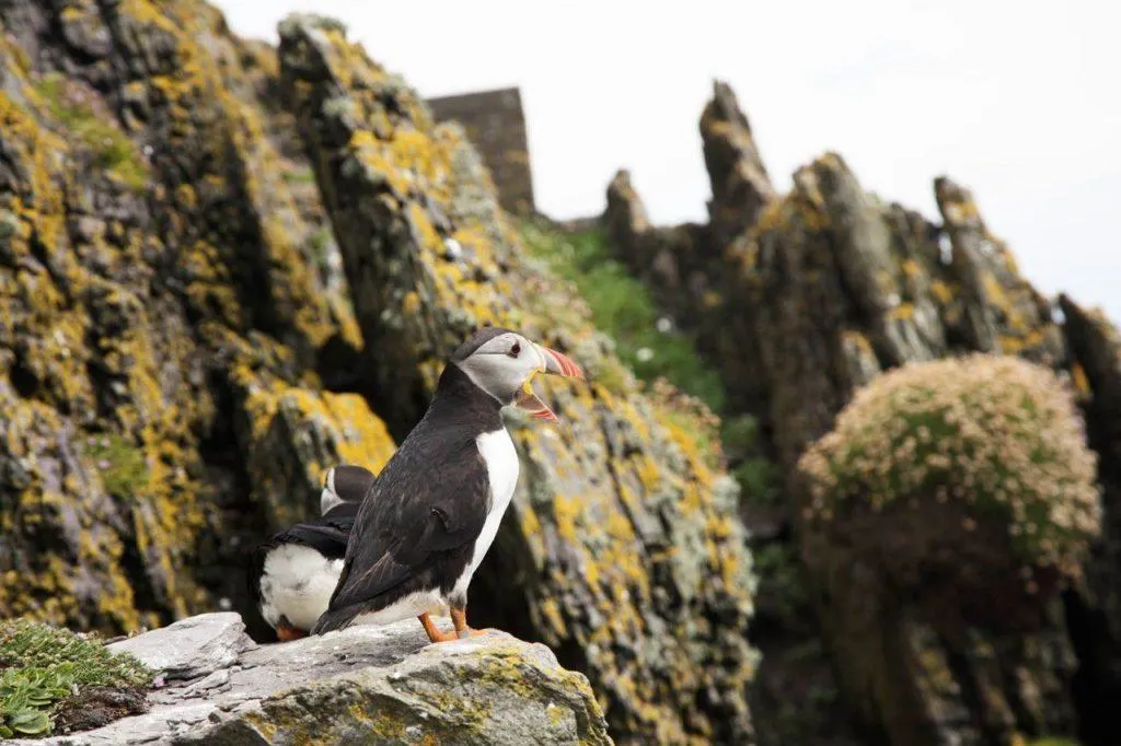 Puffins are everywhere on Skellig Michael, and it's only one of the reasons you would want to go. Ireland.