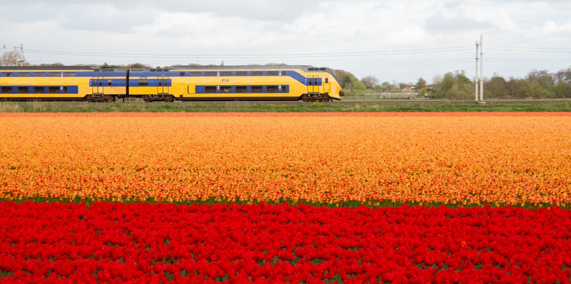 Train rumbles past the vibrant tulip fields in the Netherlands.
