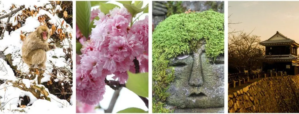 4 seasons on Japan, snow monkey in winter, cherry blossoms in spring, green mossy statue in summer, sunset of castle wall in fall.