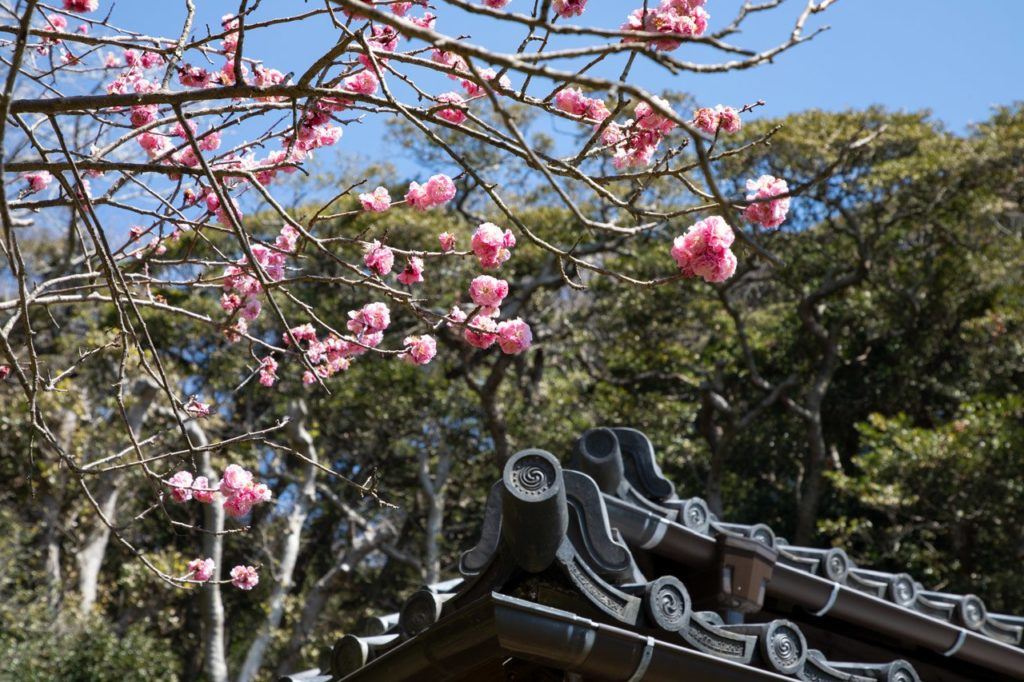 When is the best time to visit Japan? Spring with cherry blossoms! Like these over a traditional roof.