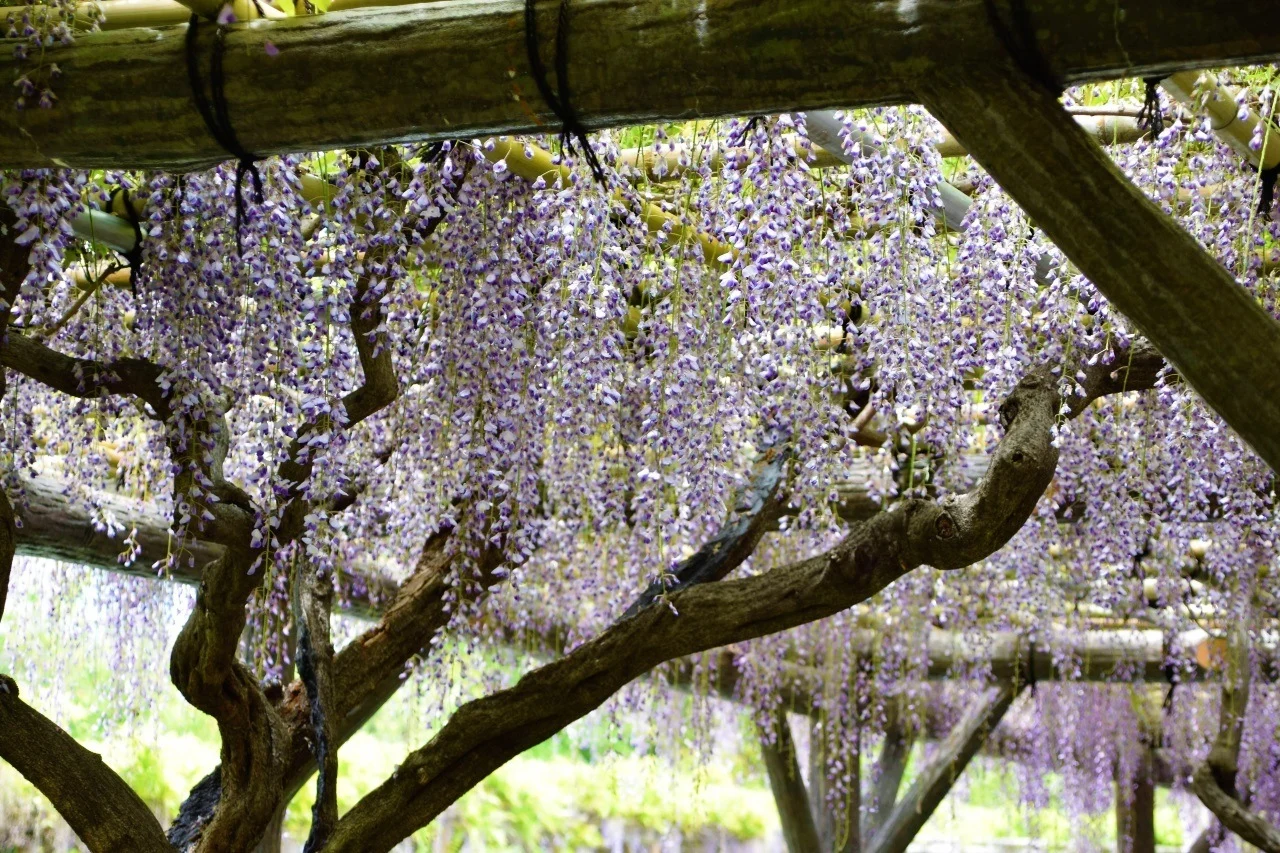 The spring season in Japan brings wisteria to the Kameido Tenjin Shrine.